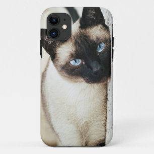 coque iphone de chat siamois