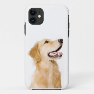 Coque iphone de golden retriever