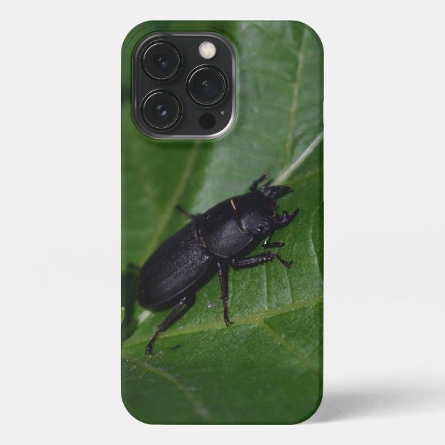 Coque iPhone Dorcus parallelipipedus, le moindre dendroctone du (Verso)
