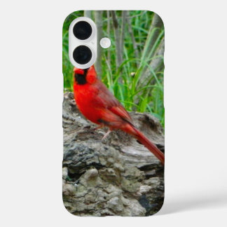Coque iphone du cardinal rouge (Ohio)