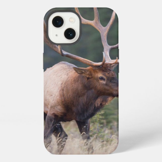 Coque iPhone Élans de montagne rocheuse (Verso)
