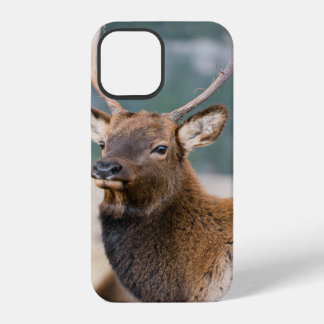 COQUE iPhone 12 ELK IN ROCKY MOUNTAIN NATIONAL PARK - ELK HERDS GR