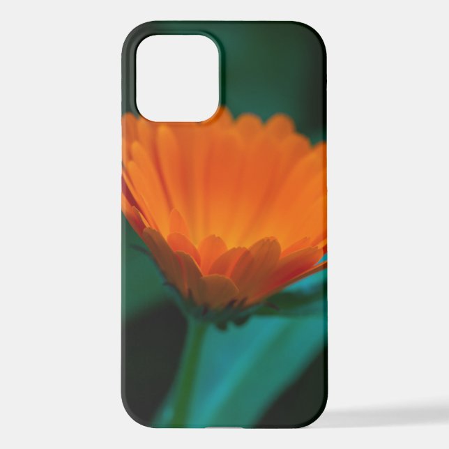 Coque iPhone Fleur de marguerite orange (Verso)