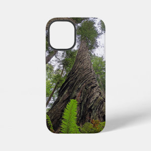 Coque iPhone 12 Mini Fougère atteignant le ciel le long de l'écorce tor
