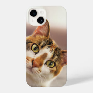 Coque Pour iPhone 14 Fun Curieux Chat Kitten Animal animal de compagnie