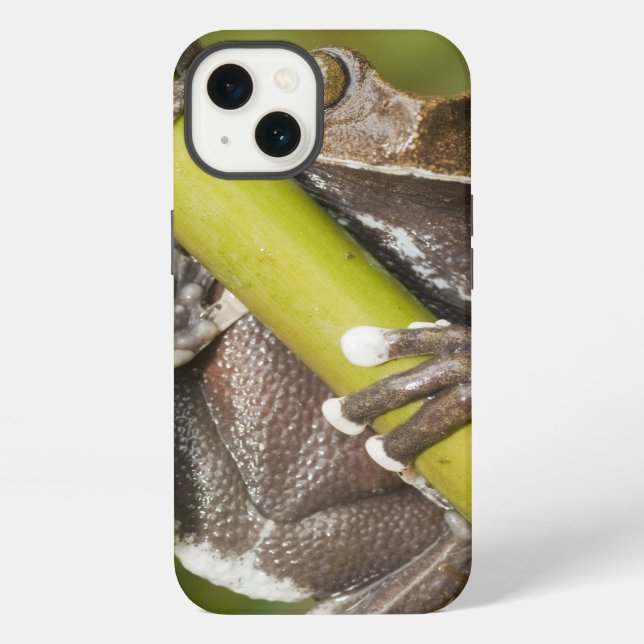 Coque iPhone Grenouille d'arbre captive de Tapichalaca (Verso)