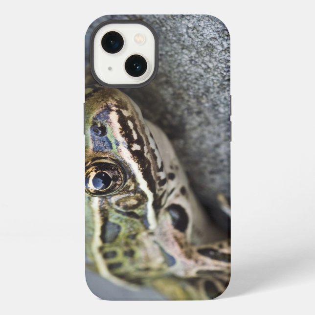 Coque iPhone Grenouille léopard du nord, Île transparente, (Verso)