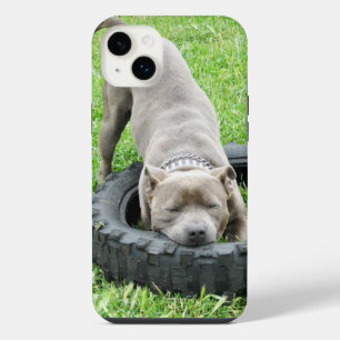 Jeune Staffy mâle jouant avec son pneu,