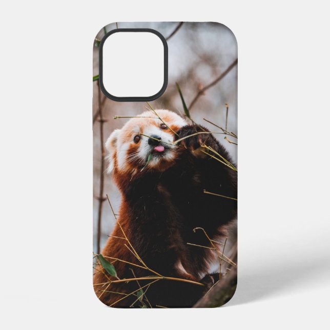 COQUE iPhone KOALA MIGNON (Verso)