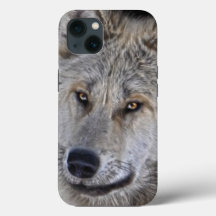 Le loup blanc de l'Arctique face à la faune