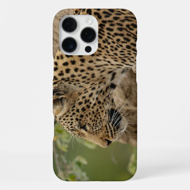 Coque iPhone Léopard  (Verso)