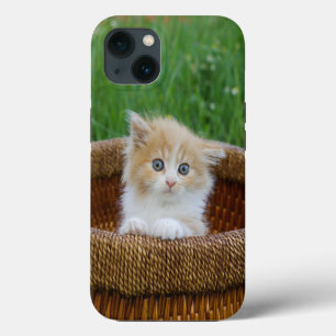 Etui iPhone 13 Les bébés animaux les plus mignons Chaton aux ye