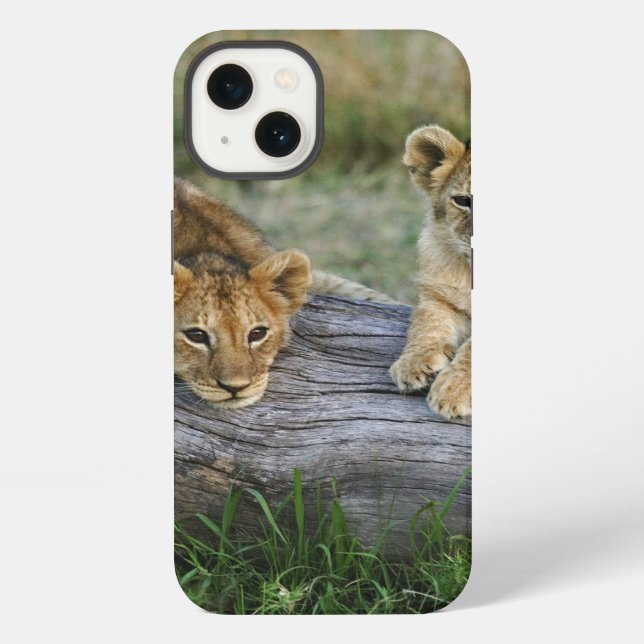 Coque iPhone Lionceaux sur une bûche (Verso)