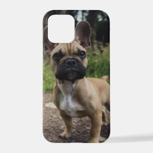 Coque iPhone 12 Pro Oreiller à lancer de chien de taureau français