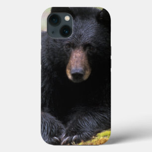 Etui iPhone 13 Ours noir sur une vieille bille de bois dans la