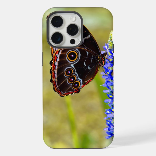 Coque iPhone Papillon morpho bleu sur une orchidée de marais (Verso)