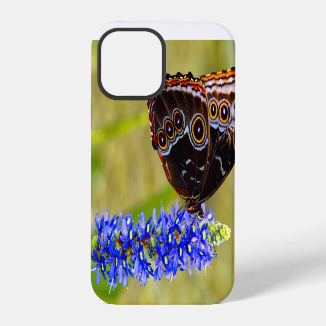 Coque iPhone Papillon morpho bleu sur une orchidée des marais (Verso)