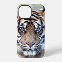 Photo, animaux, tigre, tigre . Papon coque-Mate
