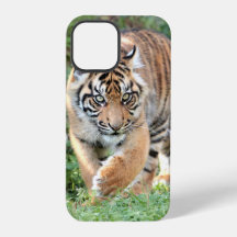 Photo, animaux, tigre, tigre . Papon coque-Mate