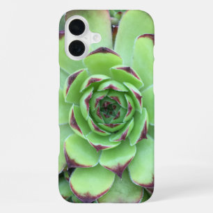 Coque iPhone 16 Plus Photo de gros plan de succulente verte aux pointes