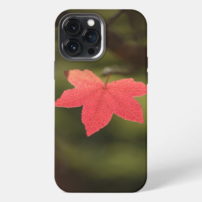 Coque iPhone Photo Maple Leaf Nature (Verso)