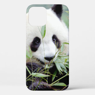 coque iphone Photo panda géant, animaux.