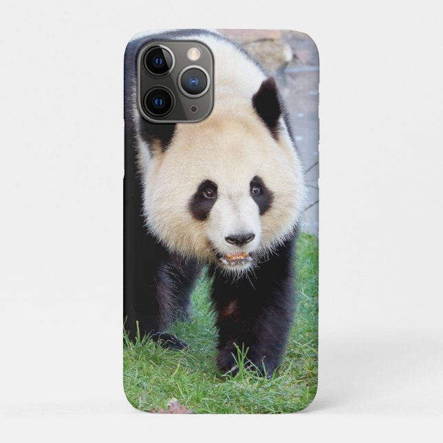 coque iphone Photo panda géant, animaux. (Dos)