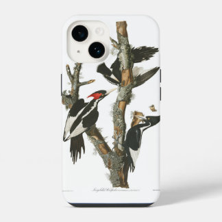 Coque Pour iPhone 14 Pic Audobon à bec d'ivoire