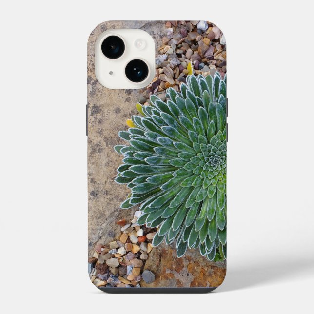 Coque iPhone Plante succulente du désert (Verso)