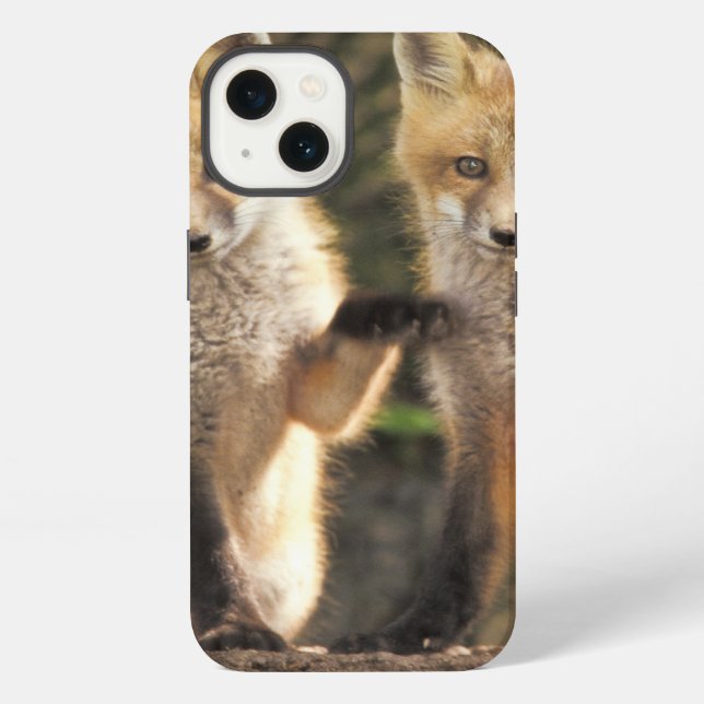 Coque iPhone Renard roux bébé devant terrier Vulpes vulpes) (Verso)