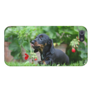 coque iphone 5 teckel coque iphone 5 teckel
