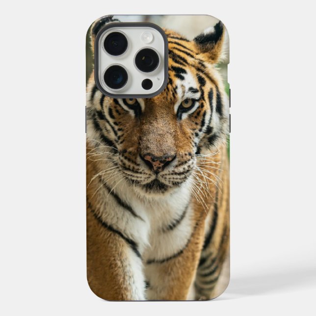 Coque iPhone Tigre de randonnée forestière (Verso)