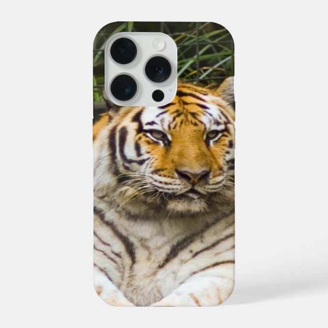 Coque iPhone Tigre de Sibérie (Verso)