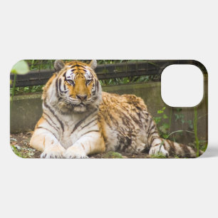 Etui iPhone 13 Tigre de Sibérie