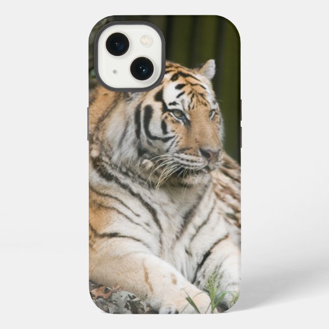 Coque iPhone Tigre de Sibérie (Verso)