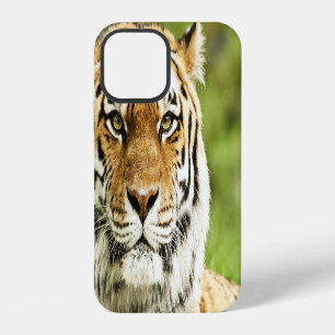 Coque iPhone 12 Tigre de Sibérie rare : repos en danger