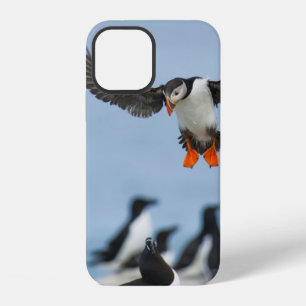 COQUE iPhone 12 UN MACAREUX ATLANTIQUE ARRIVANT AU SOL AVEC SON AI