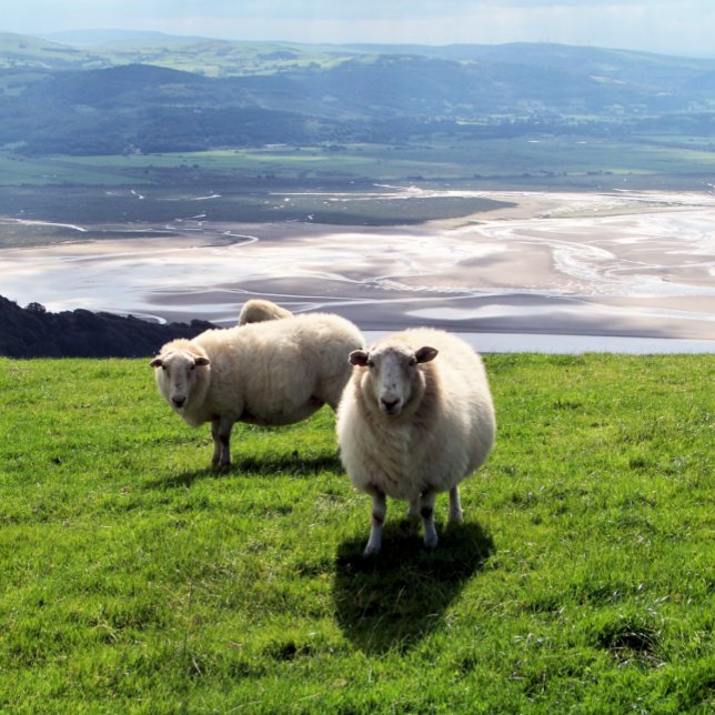 COQUE iPhone WELSH MOUNTAIN SHEEP (Créateur téléchargé)