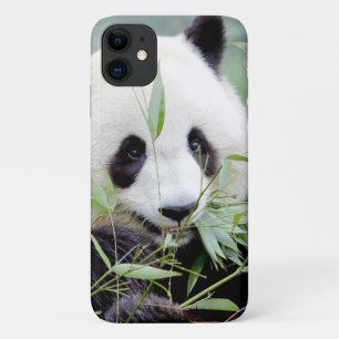 Coque Photo géant panda, panda gant, animaux.