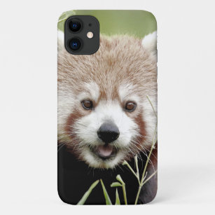 Coque Photo panda rouge, panda roux, animaux.