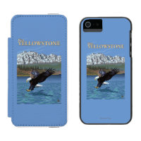 Eagle chauve plongeant - Yellowstone occidental,