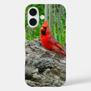 Coque Pour iPhone 16 Coque iphone du cardinal rouge