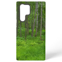Esthétique de la nature boisée paisible