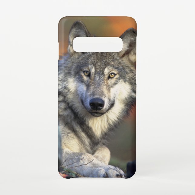 Coque Samsung Galaxy Portrait de loup étonnant (Dos)