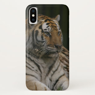 Coque Sibérien de Tigre-Mate coque iphone