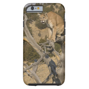 Coque Tough iPhone 6 Puma, aka puma, puma ; Concolor de puma, 2