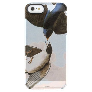 Coque iPhone Clear SE/5/5s Audubon : Hirondelle d'arbre