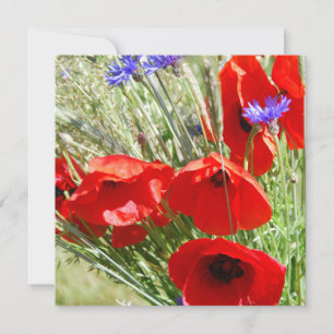 Coquelicot, Jardin de Cottage photo