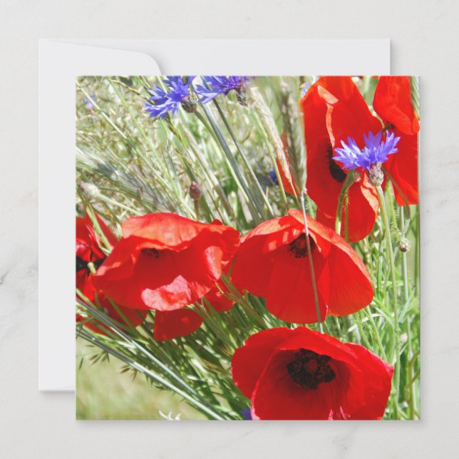 Coquelicot, Jardin de Cottage  photo (Devant)