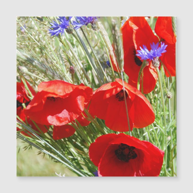 Coquelicot, Jardin de Cottage  photo (Devant)